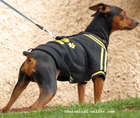 Pinscher