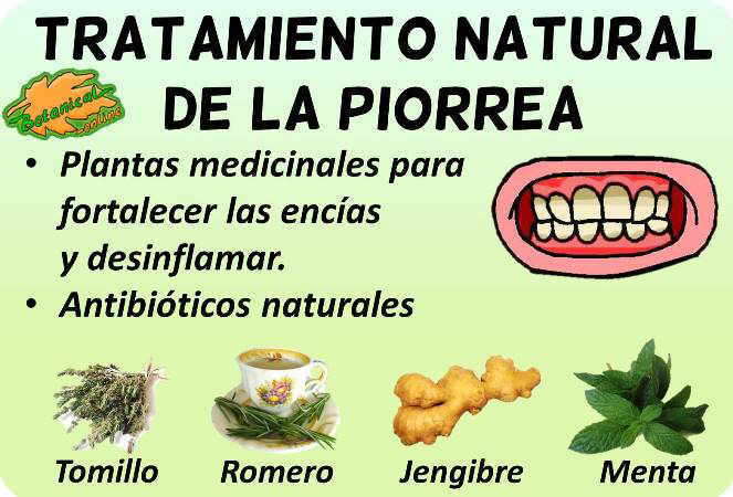 piorrea gingivitis remedios naturales tratamiento con plantas medicinales