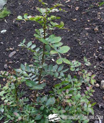 Pistacia lentiscus