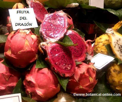 fruta del dragon