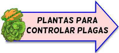 plantas antiplagas