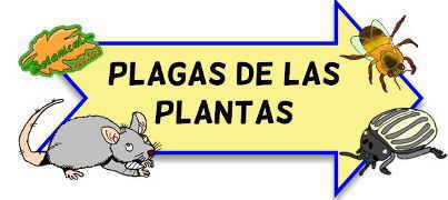 plagas de las plantas