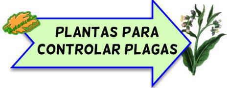 plantas para controlar plagas