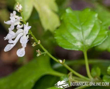 flor labiada planta del dinero Plectranthus verticillatus 