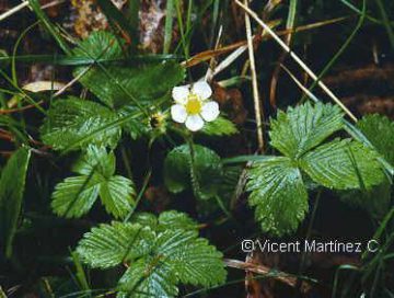 planta fresal silvestre fragaria vesca