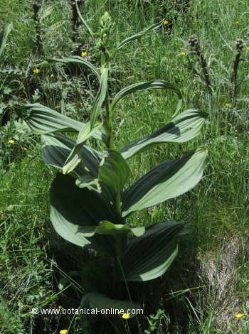 Plantas medicinales en el monte