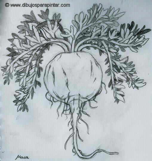 Dibujo de maca (Lepidium meyenii)
