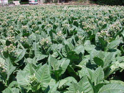 plantación d e tabaco