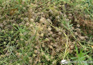 Plantago psyllium