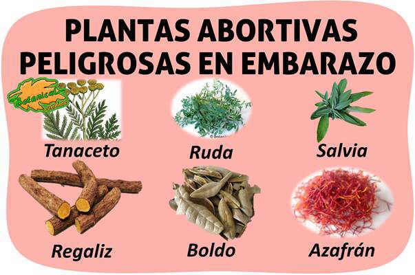 plantas abortivas para producir aborto peligrosas en embarazo