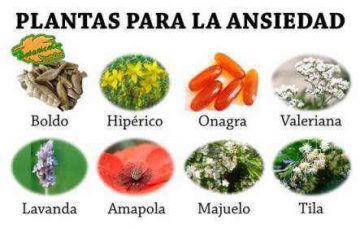 plantas para el tratamiento natural de la ansiedad