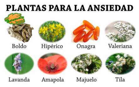 Destrucción apilar Calígrafo Plantas medicinales para la ansiedad – Botanical-online