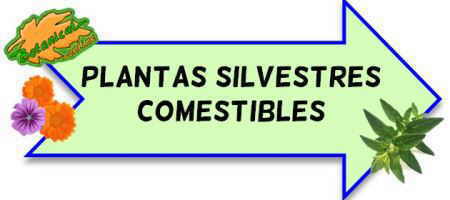 plantas silvestres comestibles