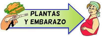 plantas y embarazo