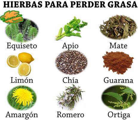 hierbas o plantas medicinales para adelgazar y perder grasa