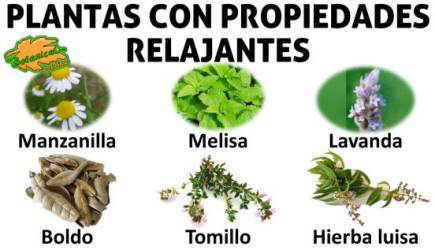 plantas para infusiones relajantes para el estres