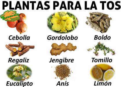 Plantas medicinales para la tos – Botanical-online