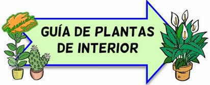 plantas de interiores