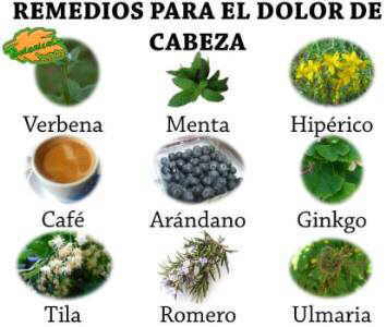 Plantas Medicinales Para El Dolor De Cabeza Botanical Online