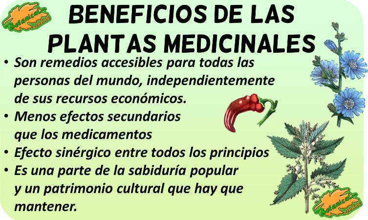 Tradicional pobreza Acumulativo Beneficios de las plantas medicinales – Botanical-online