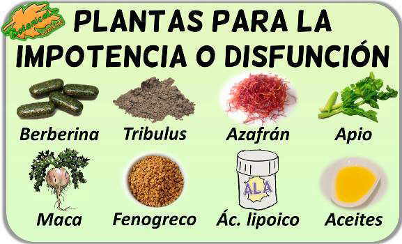 plantas-medicinales-remedios-impotencia.jpg