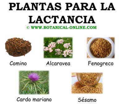 Plantas para la lactancia