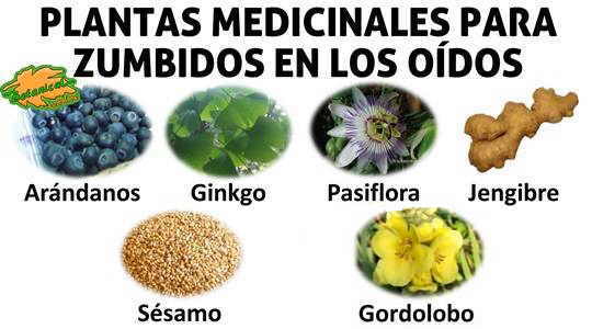 remedios con plantas medicinales para el tinnitus o zumbidos en el oido