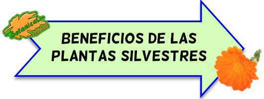 beneficios plantas silvestres comestibles