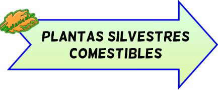 guia plantas silvestres comestibles