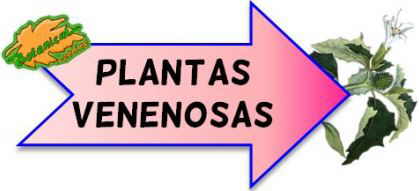 plantas venenosas tóxicas