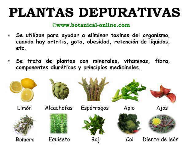 Plantas depurativas