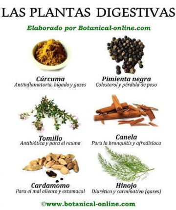 Plantas digestivas