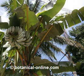 palmera de platanos, platanero