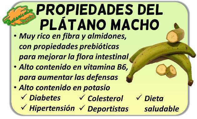 propiedades del platano verde macho banano