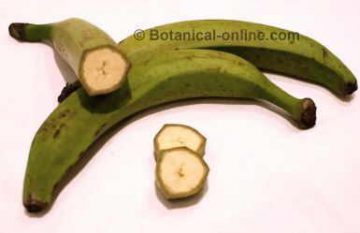 platano verde macho