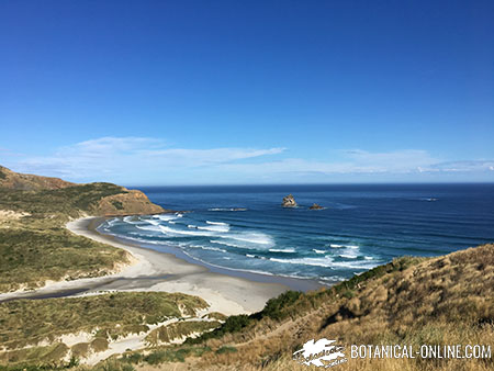 Playa de Dunedin, en Nueva Zelanda