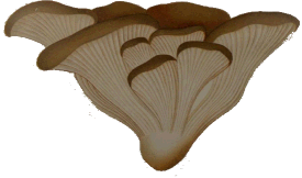 Pleurotus ostreatus seta