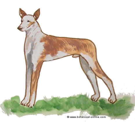 Dibujo del podenco ibicenco 