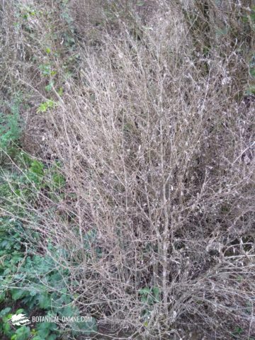 Boj, Buxus sempervirens