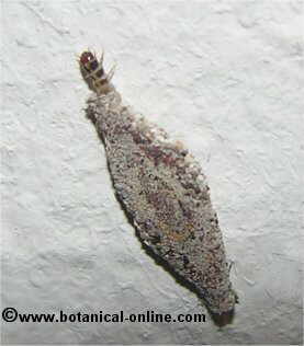 Larva de polilla de la ropa