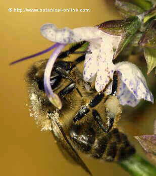 Imagen de una abeja libando una flor