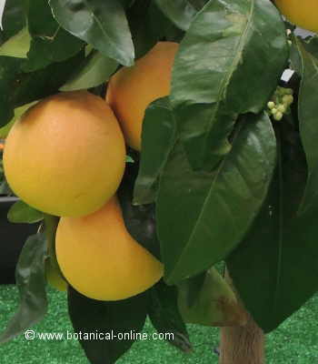 Foto de árbol del pomelo