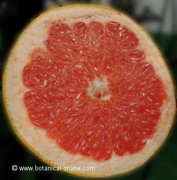 Pomelo mostrando la pulpa y las semillas