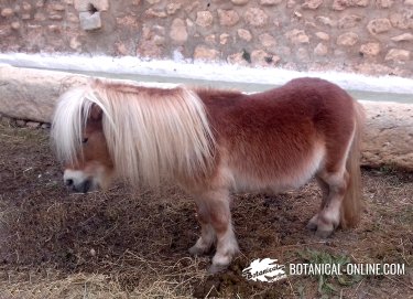 cristiano vóleibol Comenzar Características del poni – Botanical-online