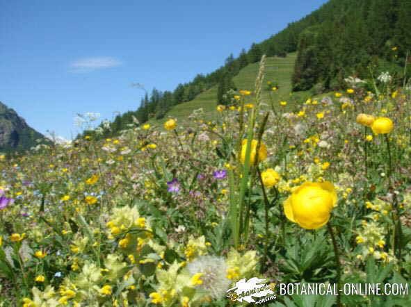 campo de flores