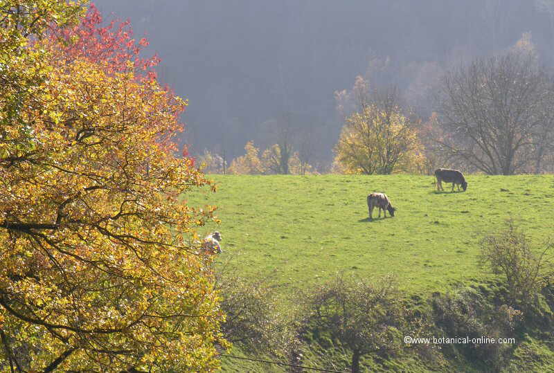 Paisaje de montaña con vacas