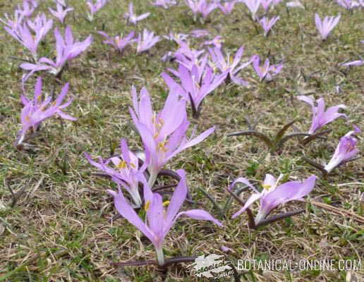 azafran crocus colchicum estana prat de cadi moixero