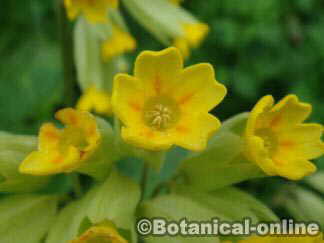 flor de la planta primavera