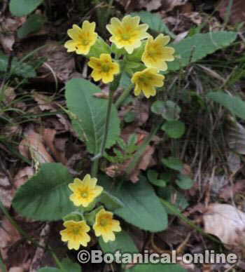 planta primavera primula veris officinalis