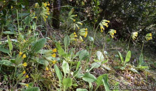 planta primavera colonia primulas